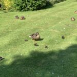 Wyre Vale pond ducklings
